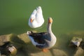 A geese couple in a green pond Royalty Free Stock Photo