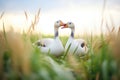 geese couple with intertwined necks, grassy field Royalty Free Stock Photo