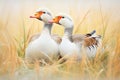 geese couple with intertwined necks, grassy field Royalty Free Stock Photo