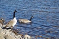 geese couple in a rocky beach