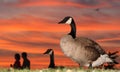 Geese and Couple at Sunset Royalty Free Stock Photo