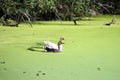 Geese couple swimming in pond covered with tiny green seaweed Royalty Free Stock Photo