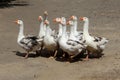 Geese cross the road in the summer in the village. A colorful typical picture of a rural landscape. A small flock of domestic