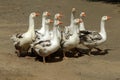 Geese cross the road in the summer in the village. A colorful typical picture of a rural landscape. A small flock of domestic