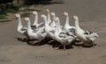 Geese cross the road in the summer in the village. A colorful typical picture of a rural landscape. A small flock of domestic