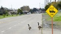 Geese Crossing sign with geese in the road Royalty Free Stock Photo