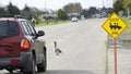 Geese Crossing sign with geese in the road Royalty Free Stock Photo