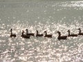 Geese on Diamonds