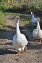 Geese