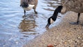 Geese Drinking at Lake Shore Royalty Free Stock Photo