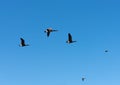 Geese With Duck Leading Flight