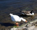 Geese and Ducks in Burrator Lake