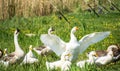Geese and ducks on the clearing after swimming are drying their wings, Royalty Free Stock Photo