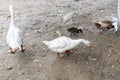 Geese and ducks free range birds at aviary Royalty Free Stock Photo