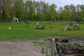 Geese, ducks and goats on green lawn at farm Royalty Free Stock Photo