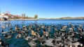Geese and ducks at Lake Arrowhead Royalty Free Stock Photo