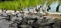 Geese and ducks on the lake