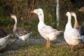 Geese ducks in poultry farm rural scene Royalty Free Stock Photo