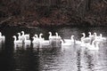 Geese and ducks swim in the pond Royalty Free Stock Photo