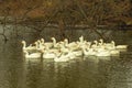 Geese and ducks swim in the pond Royalty Free Stock Photo