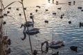 Geese and ducks swimming sunset water Royalty Free Stock Photo