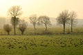 Geese in the evening light