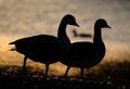 Geese in evening sun on lake bank..