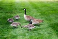 Geese family eating together