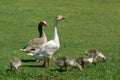 Geese family on field. Royalty Free Stock Photo