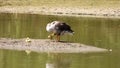 Goose with chickens on muddy island