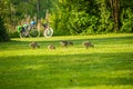 Geese family in park