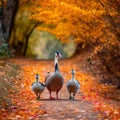 Geese Family Strolling on Dirt Path in Autumn Park Royalty Free Stock Photo