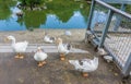 Geese family together with a diversity of colors at a lake with water reflection Royalty Free Stock Photo