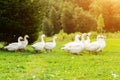 Geese farm,flock of domestic white goose walking in the meadow, nibbling grass Royalty Free Stock Photo