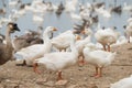 Geese at a farm Royalty Free Stock Photo