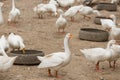 Geese at a farm Royalty Free Stock Photo