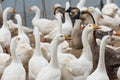 Geese at a farm Royalty Free Stock Photo
