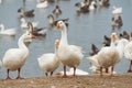 Geese at a farm Royalty Free Stock Photo