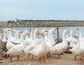 Geese at a farm Royalty Free Stock Photo