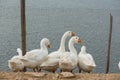 Geese at a farm Royalty Free Stock Photo
