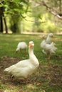 Geese in a farm