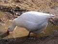 Geese are fed into natural eating everything 2