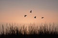 Geese in fligh at dawn