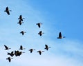 Geese in flight Royalty Free Stock Photo