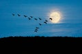 Geese in Flight Royalty Free Stock Photo