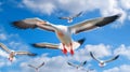 Geese in Flight Against Blue Sky