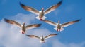 Geese in Flight Against Blue Sky