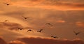 Geese in flight against evening sky.