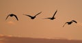 Geese in flight against evening sky.