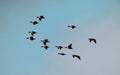 Migratory geese - Sunset light - Heading north - In flight Royalty Free Stock Photo